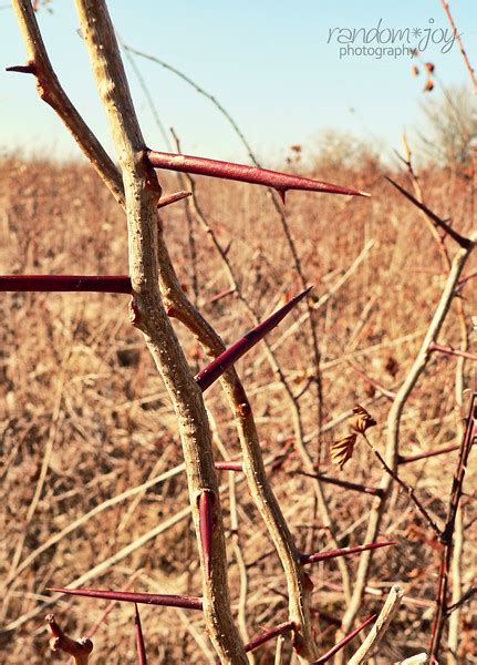 Osage Orange sapling | Thorns at least 2 inches long! Maybe … | appalachia&beyond | Flickr