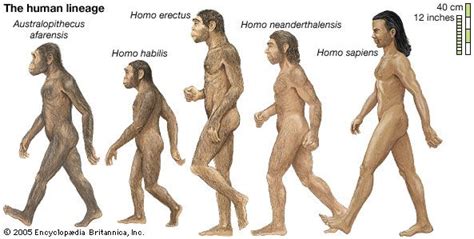 human evolution | Stages & Timeline | Britannica.com