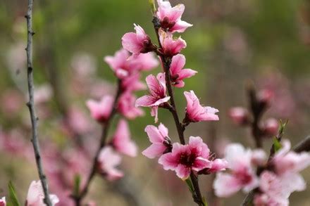 Peach Trees Blossom In Gaza Strip, Palestine - 19 Mar 2022 Stock Pictures, Editorial Images and ...