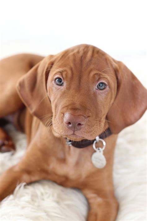 Vizsla Puppies - Salvabrani