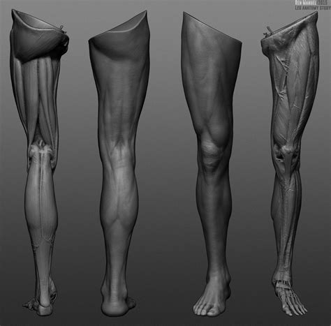 Leg anatomy study., Ren Manuel | Leg anatomy, Anatomy reference, Zbrush anatomy