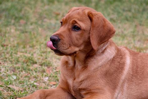 Top 5 Best Fox Red Labrador Breeders In The U.S.