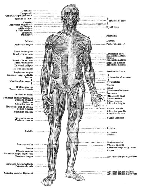 “Anatomy for Lawyers” Seminar Helps Attorney Serve Clients - Workers' Compensation Watch