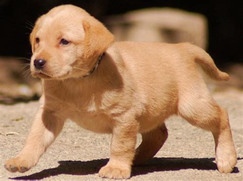 Golden Retriever X Labrador Puppies For Sale / Golden Labrador ...