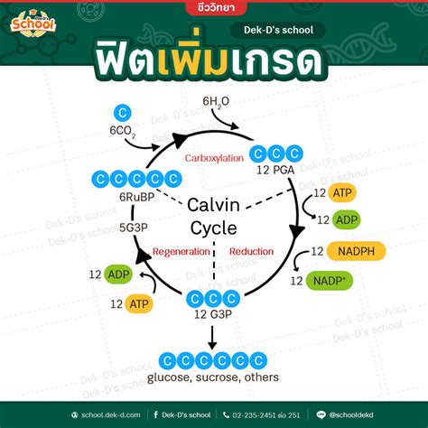 ฟิตเพิ่มเกรด ชีวะ ม.ปลาย - วัฎจักรคัลวิน (Calvin Cycle) - Dek-D's School