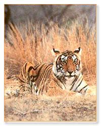 Nagpur Forts and Palaces Tour Packages,Book Nagpur Forts and Palaces Holiday Packages,Nagpur ...