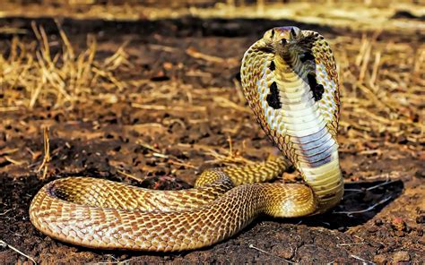 Animals Snake Reptiles Cobra Wallpapers Hd / Desktop - King Cobra ...