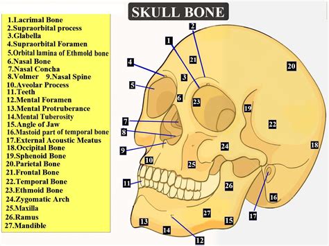 The unpaired facial bone is(a) Lacrimal(b) Vomer(c) Nasal (d) Palatine