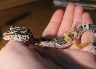 Leopard Gecko Diseases: Causes, Symptoms, & Their Treatments