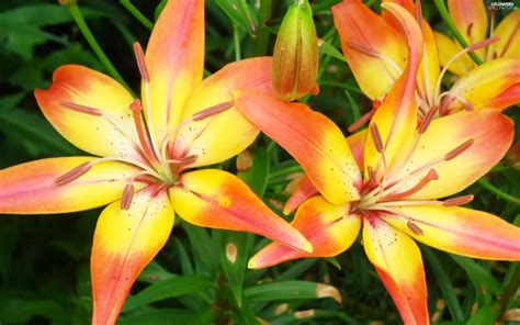 Orange, lilies, yellow - Flowers wallpapers: 2560x1600