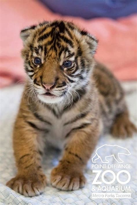 A Bevy Of Three-Week-Old Baby Sumatran Tiger Pictures | Cute animals ...