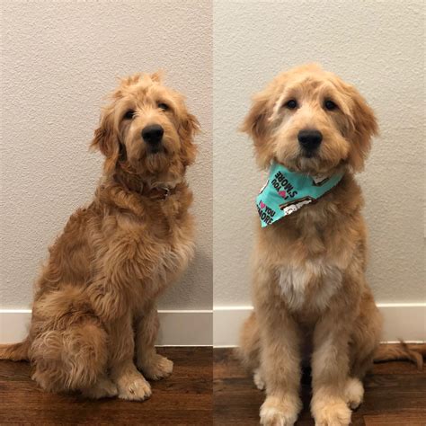 Wavy Vs Curly Coat Goldendoodle | newhairstyle.netlify.app