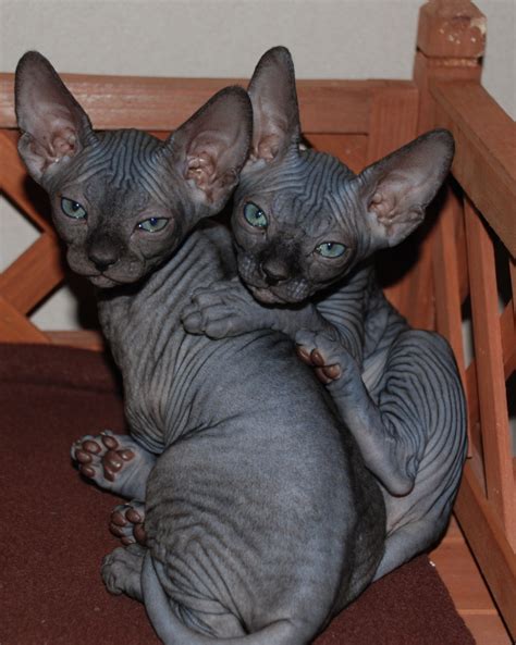 The Sphynx Cats Characteristics, History and Pictures – InspirationSeek.com