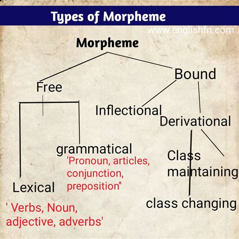 morphology definition| types | function of morpheme - Englishfn