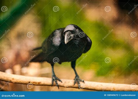 Portrait of a Crow, Close Up Stock Photo - Image of park, corvus: 108949672