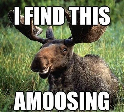 Pin by Jason Tolliver on Humor | Funny moose, Funny animal pictures, Funny