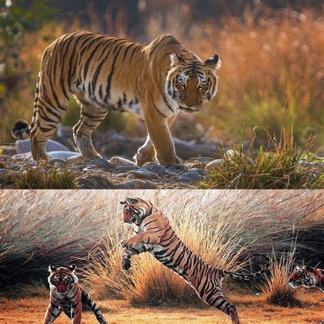 ! Have you heard of Corbett Tiger Reserve? | by Corbett Tiger Reserve ...