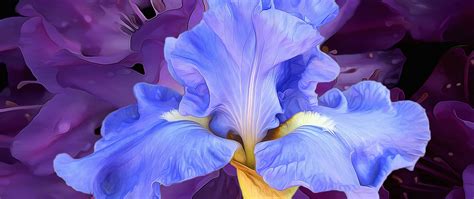 Wallpaper Artwork, Painting, Blue Iris - Resolution:2560x1440 - Wallpx