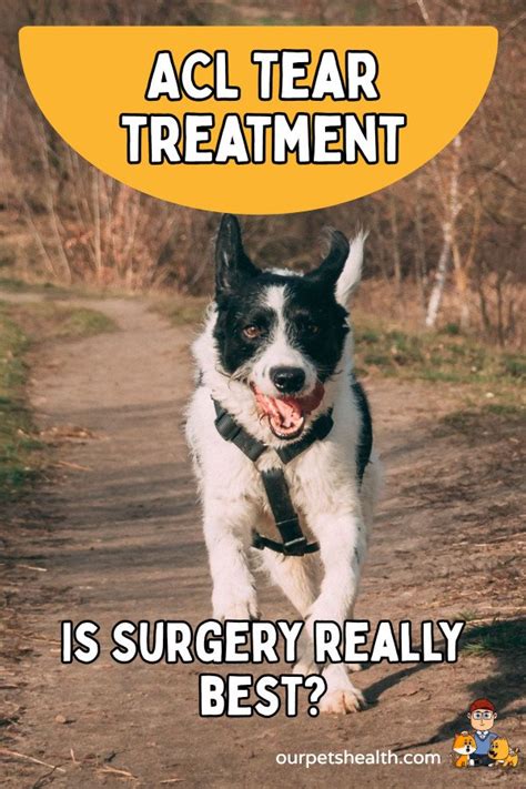 The Best Treatment For Your Dog's ACL Tear — Our Pet's Health