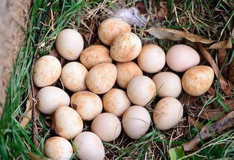 Assorted Guinea Eggs | Strombergs Chicks & Game Birds