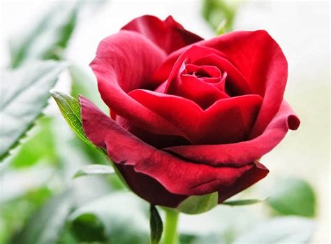 Hình ảnh hoa hồng đẹp nhất | Hình ảnh đẹp Blog