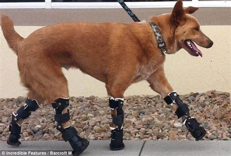 Maximizing Progress: Robomutt ~ Naki'o's Orthopet Canine Prosthetics