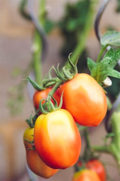 Growing and harvesting tomatoes - Makergardener