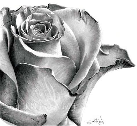 Realistic Drawing Of A Rose at PaintingValley.com | Explore collection of Realistic Drawing Of A ...
