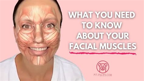 Anatomy: What happens when we overuse our Facial Muscles - YouTube in 2023 | Facial muscles ...