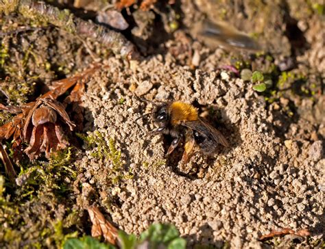 How To Get Rid Of Ground Bees In Your Lawn - Lawn Phix