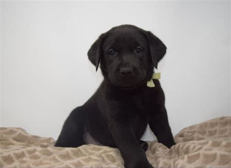 AKC Black Labrador Retriever Puppies - Retrievers of Millbach