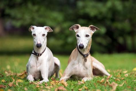 Whippet Dog Breed History Characteristics And Health Facts