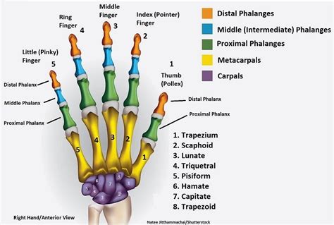 Fingers Numbered Anatomy