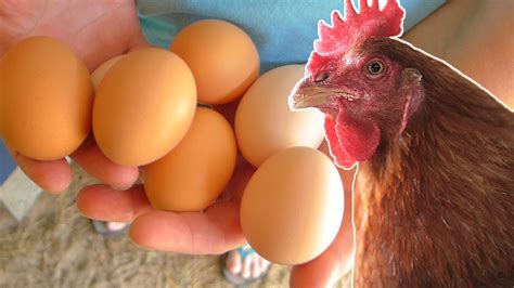 What to feed your chickens so they lay eggs year round. | Chickens backyard, Laying chickens ...