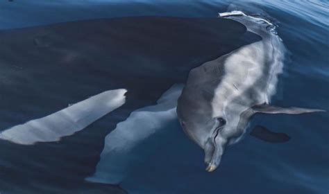 Killer Whale with a Dolphin in Its Mouth : r/natureismetal