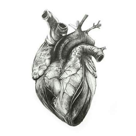 Pin by Rebecca Teal on Tattoo | Anatomical heart drawing, Heart drawing, Anatomy art