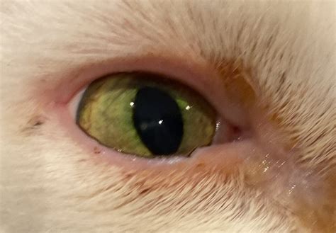 Conjunctivitis in cats in Cats | Symptoms & Treatment | Joii Pet Care