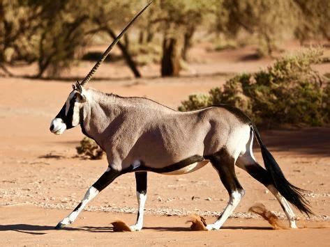 'Oryx, Namib Desert, 2017' Photographic Print - Eric Meyer | Art.com | Namib desert, Wild ...