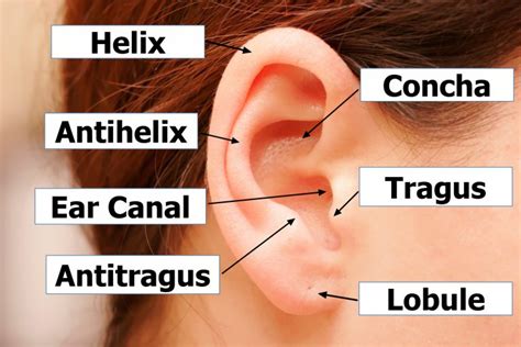 Outer Ear Anatomy - Outer Ear Infection & Pain - Causes & Treatment