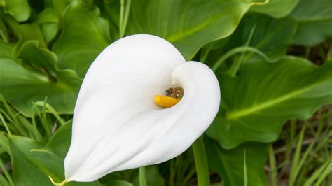 Calla Lily | San Diego Zoo Animals & Plants