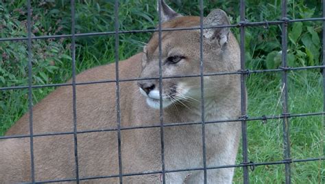 Mountain lions in Pa.? Reported sightings in York County spark debate