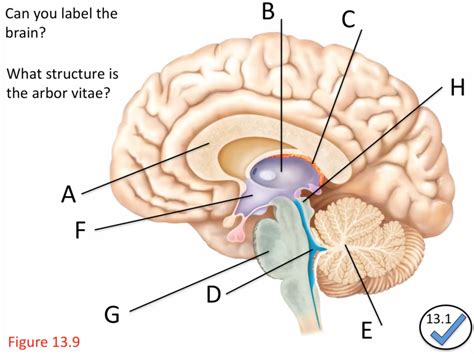 LABEL THE BRAIN (MIDSAGITTAL VIEW) Diagram | Quizlet