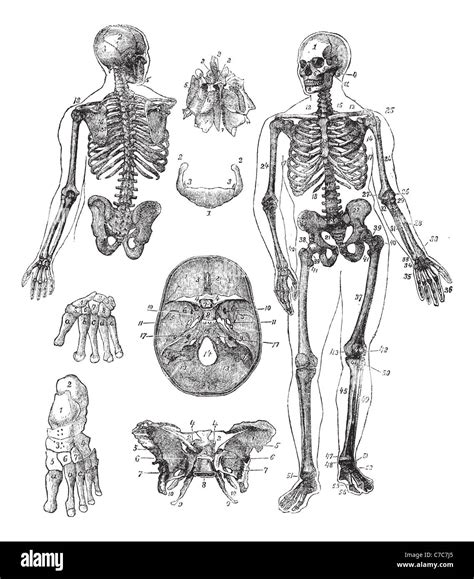 Human skeleton, vintage engraving. Old engraved illustration of Human skeleton from front and ...