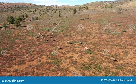 Flock of Emus running. stock photo. Image of ranges - 253933446