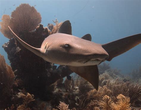 Nurse Shark On Molasses Reef, Key Largo, Florida | Smithsonian Photo Contest | Smithsonian Magazine
