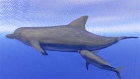 How Do Dolphins Nurse? | Sciencing