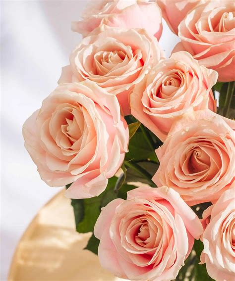 Order beautiful Guernsey Roses online for UK & London Delivery – Guernsey Flowers by Post