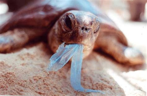 Turtle with plastic bag. Photograph: Melbourne Zoo. Leatherbacks are... | Download Scientific ...