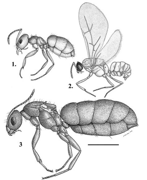 dark rover ant - Brachymyrmex patagonicus Mayr