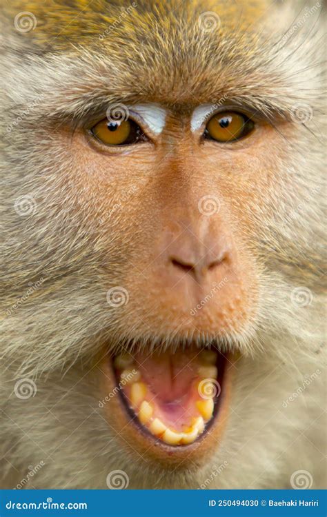 Angry Monkey Face by Opening His Mouth Stock Photo - Image of safari ...